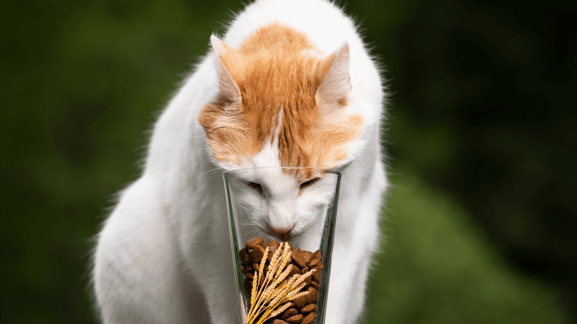 Getreide im Hunde- und Katzenfutter