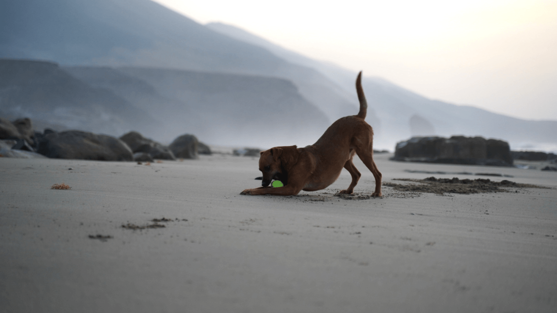 Langzeitreisen mit Hund auf den Kanarischen Inseln