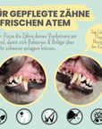 noms+ Enzymodent: Enzymatische Zahnpasta für Hunde mit natürlicher Pflege- und Präventionsformel