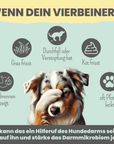 noms+ Probio Belly Snacks für Hunde mit BIOTICS³-Komplex: Präbiotika, Probiotika & Postbiotika