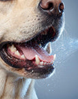 Dentalspray Gebissglanz