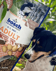 Bosch Adult Lachs & Kartoffel zoo-de