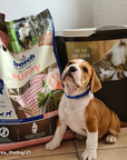 Bosch Puppy