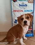 Bosch Medium Junior