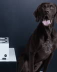 Artikel mit dem Namen Jaska Hundebar ARC L im Shop von zoo.de , dem Onlineshop für nachhaltiges Hundefutter und Katzenfutter.