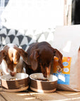 Lamm-Minis