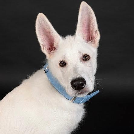Artikel mit dem Namen Veganes Leder Hundehalsband personalisierbar (Sky) im Shop von zoo.de , dem Onlineshop für nachhaltiges Hundefutter und Katzenfutter.