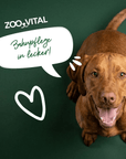 Brauner Hund genießt zooVital Zahnpflege Snacks auf grünem Hintergrund