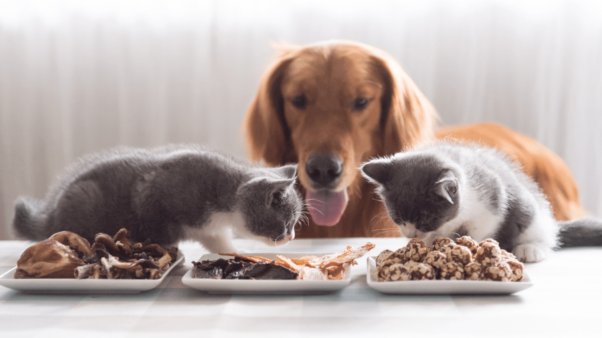 Was macht ein nachhaltiges Futter für Hunde und Katzen aus?