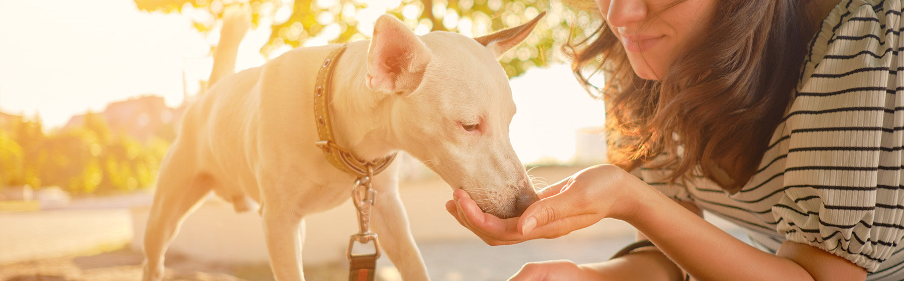 Ein Blog-Artikel mit dem Titel Verdauung des Hundes einfach erklärt auf zoo.de , der Community rund um nachhaltiges Hundefutter und nachhaltiges Katzenfutter. Finde bei zoo.de auch Hundeerziehung Tipps sowie Hundefutter Tipps