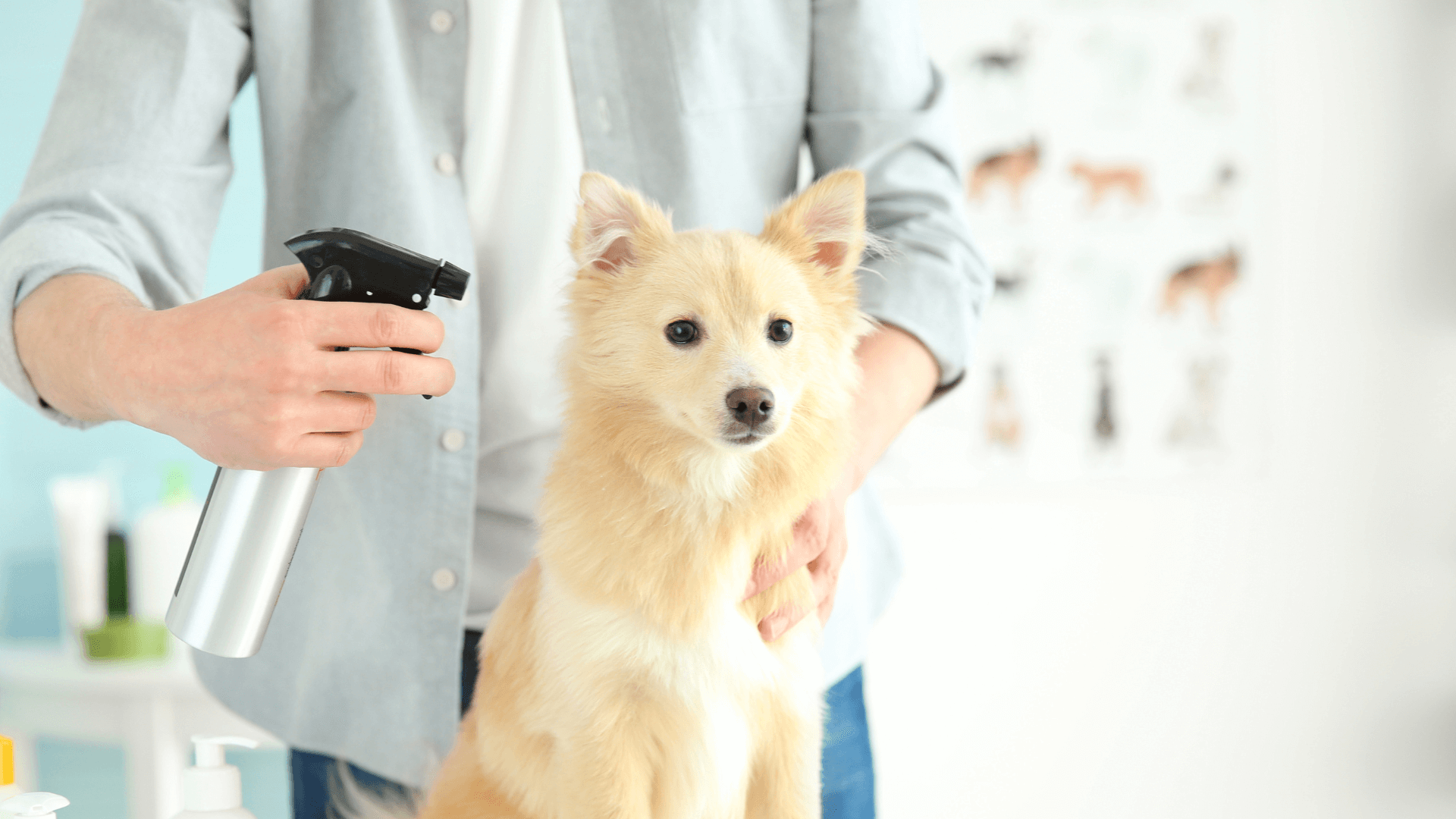 DIY Zeckenspray für Hunde