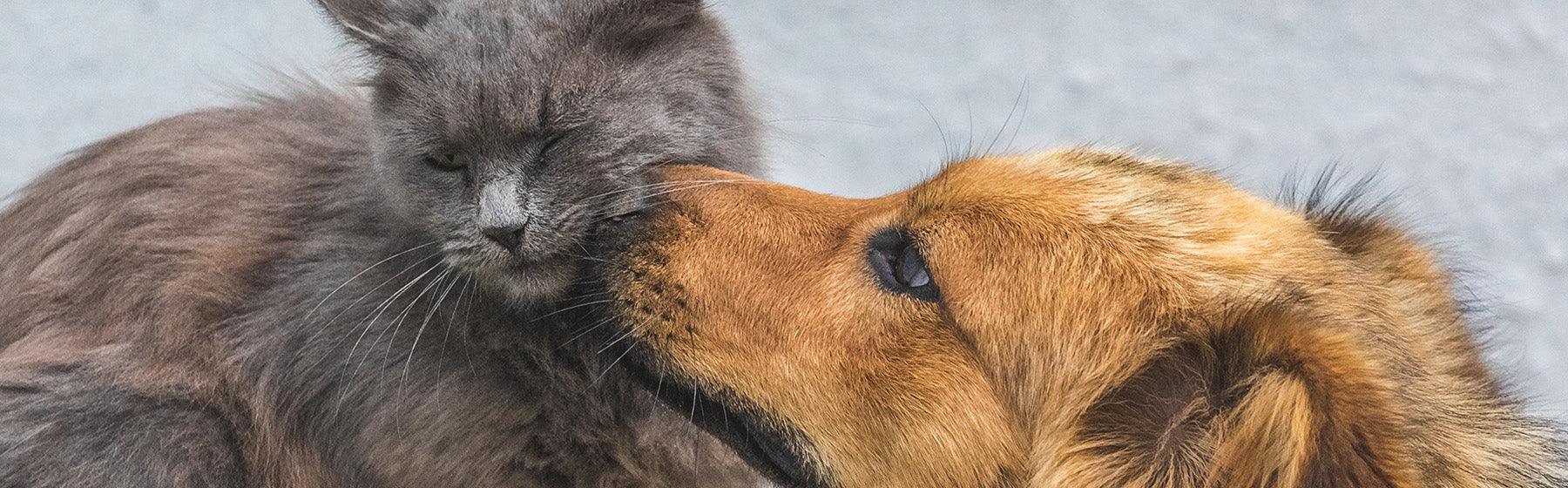 Ein Blog-Artikel mit dem Titel Da ist der Wurm (nicht) drin! auf zoo.de , der Community rund um nachhaltiges Hundefutter und nachhaltiges Katzenfutter. Finde bei zoo.de auch Hundeerziehung Tipps sowie Hundefutter Tipps