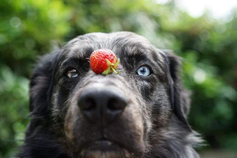 Erdbeeren