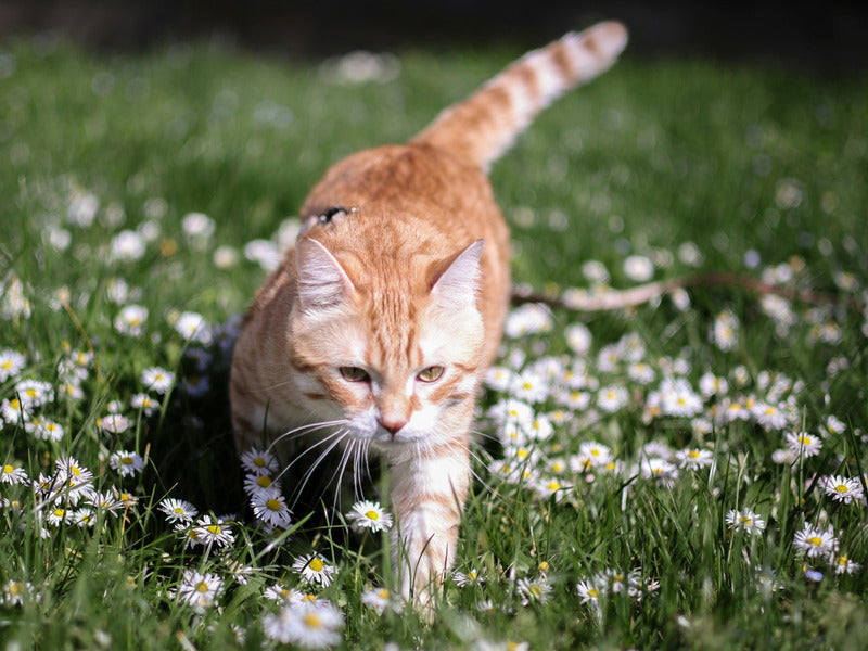 Gänseblümchen