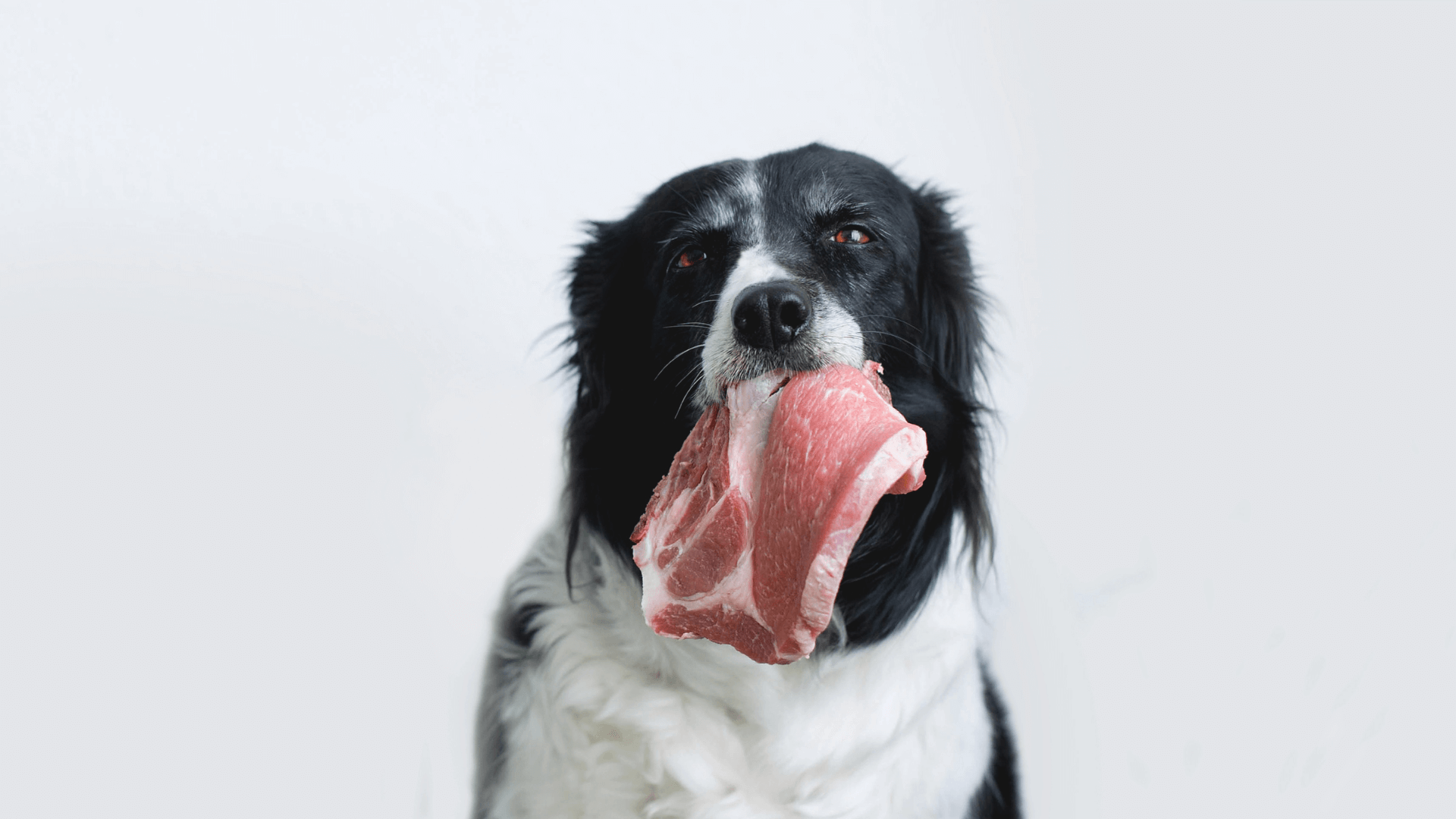 Monoprotein in der Hundefütterung