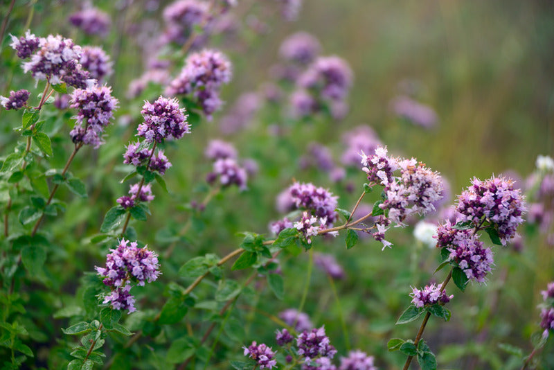 Oregano