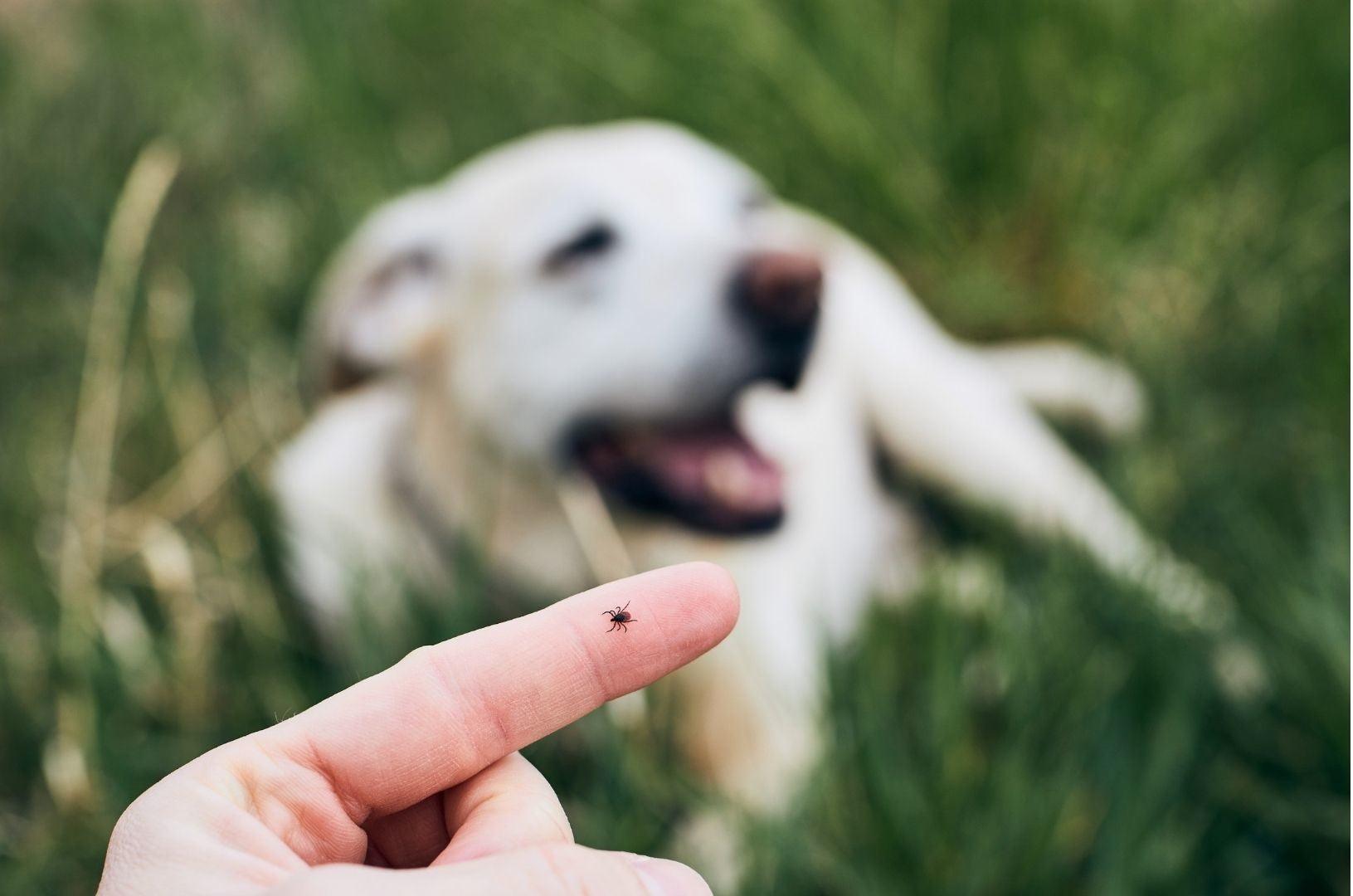 Ein Blog-Artikel mit dem Titel Rezept: Anti-Zecken Pralinen für Hunde auf zoo.de , der Community rund um nachhaltiges Hundefutter und nachhaltiges Katzenfutter. Finde bei zoo.de auch Hundeerziehung Tipps sowie Hundefutter Tipps