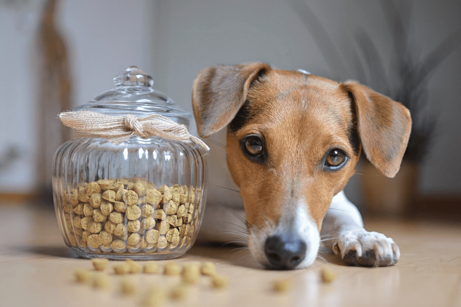 Ein Blog-Artikel mit dem Titel Rezept: Pablo's Lieblingsleckerlis auf zoo.de , der Community rund um nachhaltiges Hundefutter und nachhaltiges Katzenfutter. Finde bei zoo.de auch Hundeerziehung Tipps sowie Hundefutter Tipps