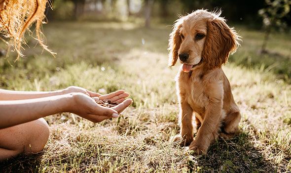 Produktkategorie Hundefutter im Webshop von zoo.de . Bei zoo.de findest Du Hunde Tipps und Katzen Tipps.