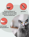 Grau Katze  Geflügel & Lachs mit Superfoods