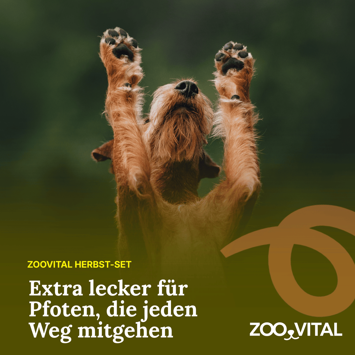 zooVital Herbst-Set für Hunde