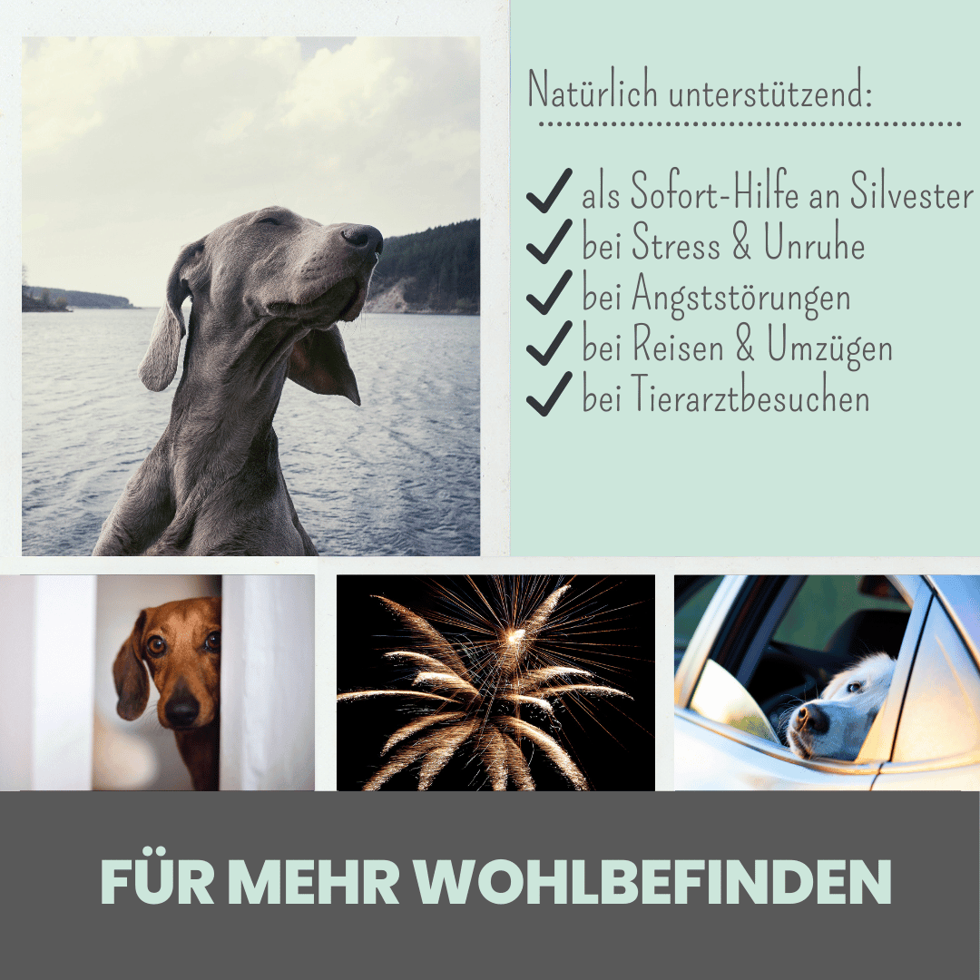 10% CBD Tropfen für Hunde 10ml