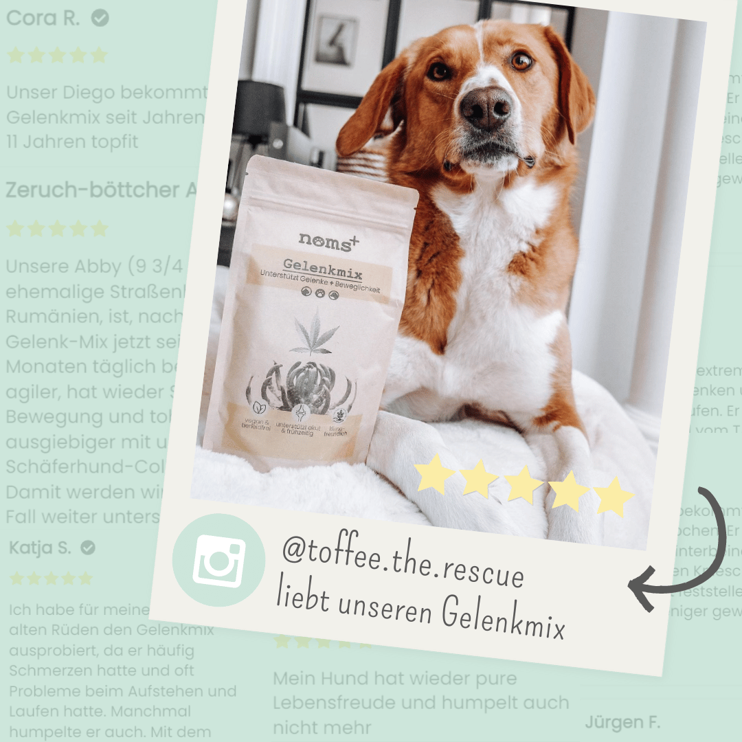 noms+ Gelenkmix Sensitiv &amp; vegan für Hunde und Katzen mit Teufelskralle, Kurkuma &amp; Glucosamin