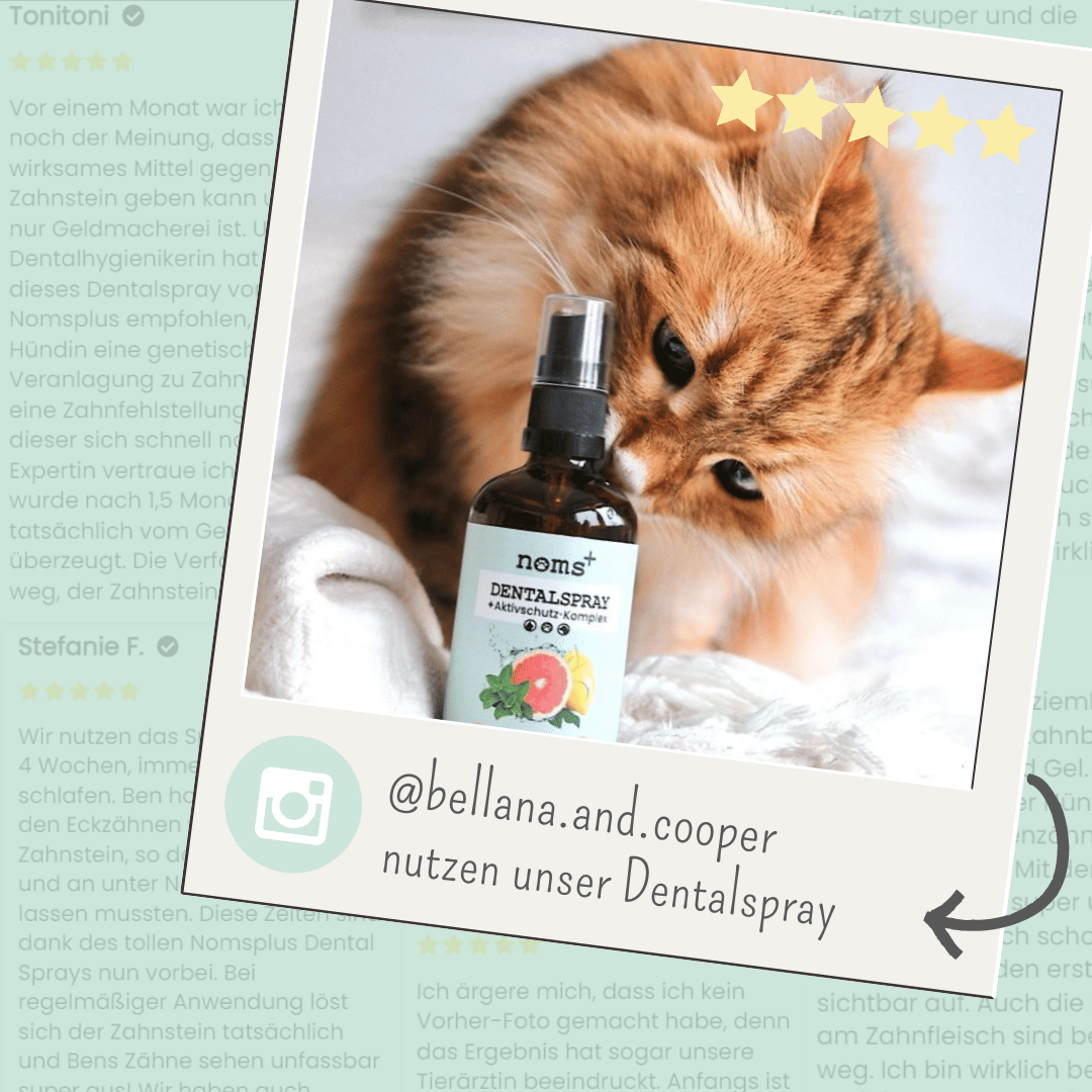 noms+ Dentalspray bei Zahnstein für Hunde und Katzen [Jahresvorrat]