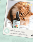noms+ Dentalspray bei Zahnstein für Hunde und Katzen [Jahresvorrat]