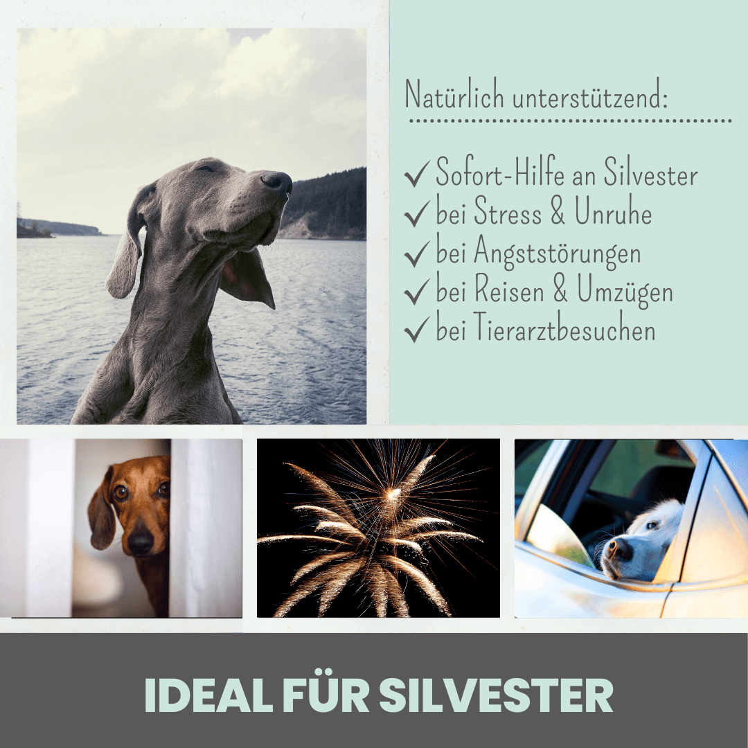 noms+ 10% CBD Tropfen für Hunde