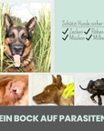 noms+ Zpray für Hunde gegen Zecken, Flöhe, Milben & Mücken [Jahresvorrat]