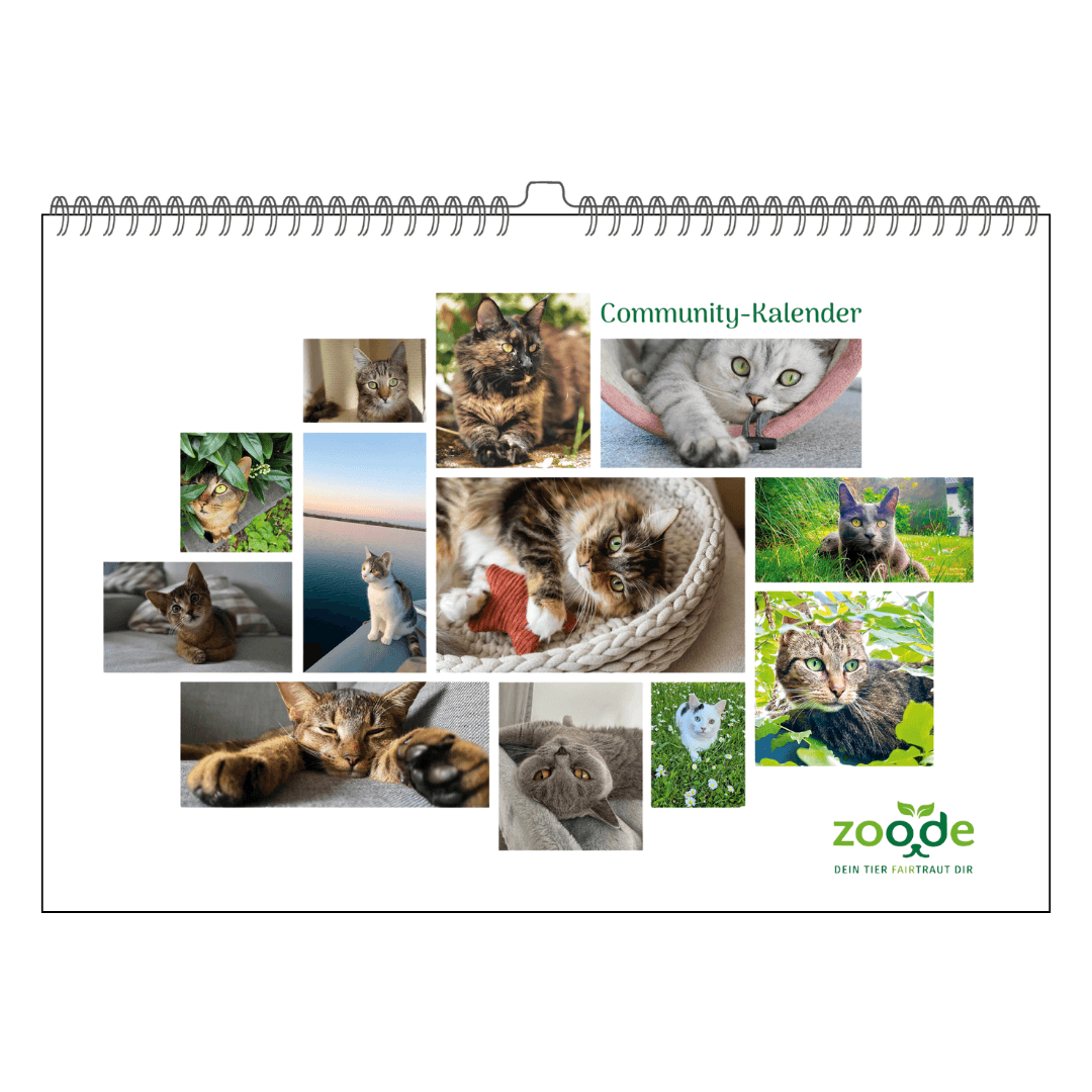 Community Kalender Katze