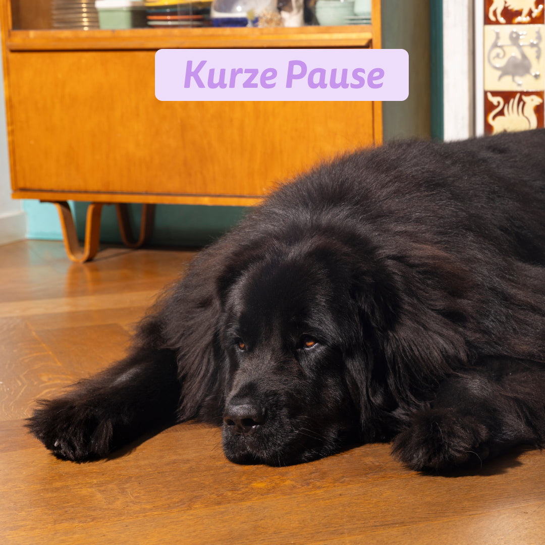 Edgard &amp; Cooper Hund Frische Ente L