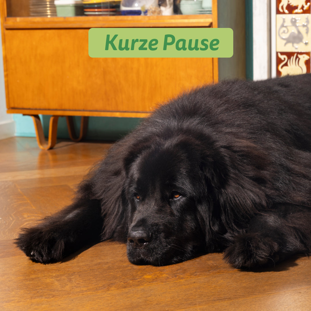 Edgard Cooper Hund Frisches Lamm L