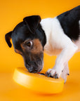 Einsteiger-Set BOGGL® S für kleine Hunde (5-15kg): Schleckspielzeug + Form