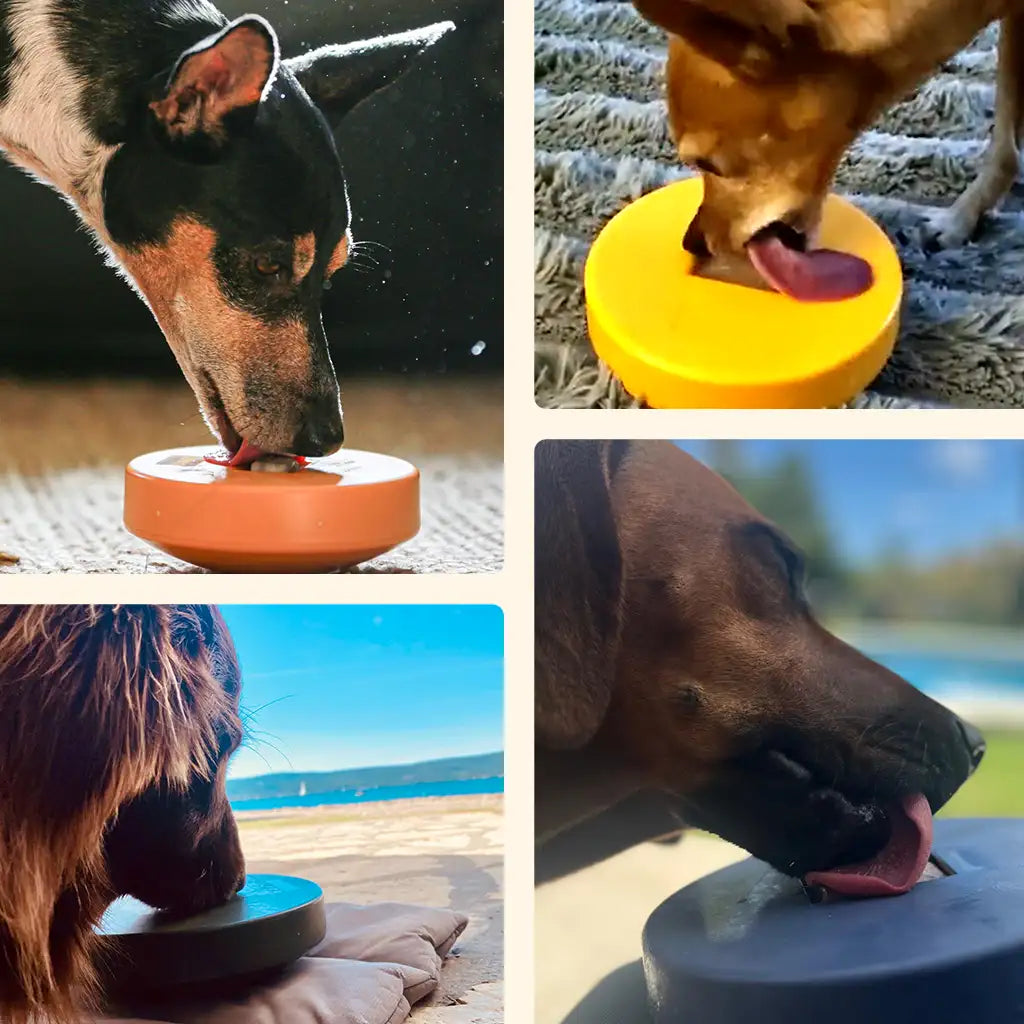 Einsteiger-Set BOGGL® M für große Hunde (15-30 kg): Schleckspielzeug + Form