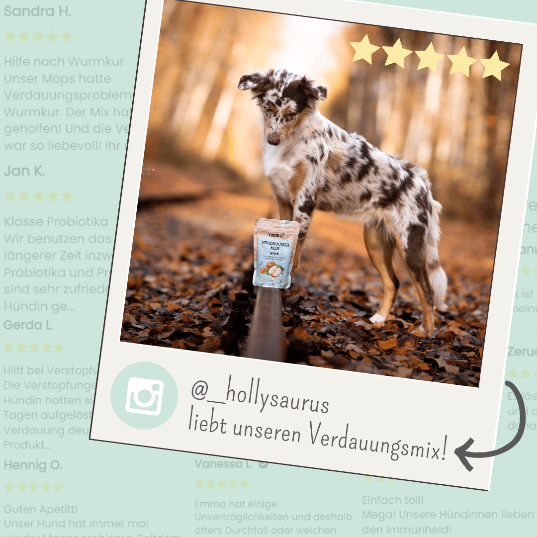 noms+ Verdauungsmix für Hunde als Probiotikum für Magen- &amp; Darmflora