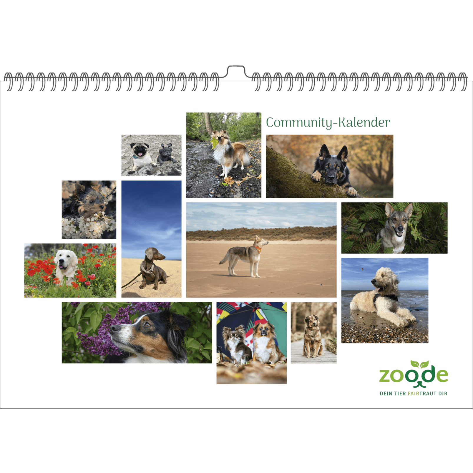 zoo.de Community Kalender Hund 1