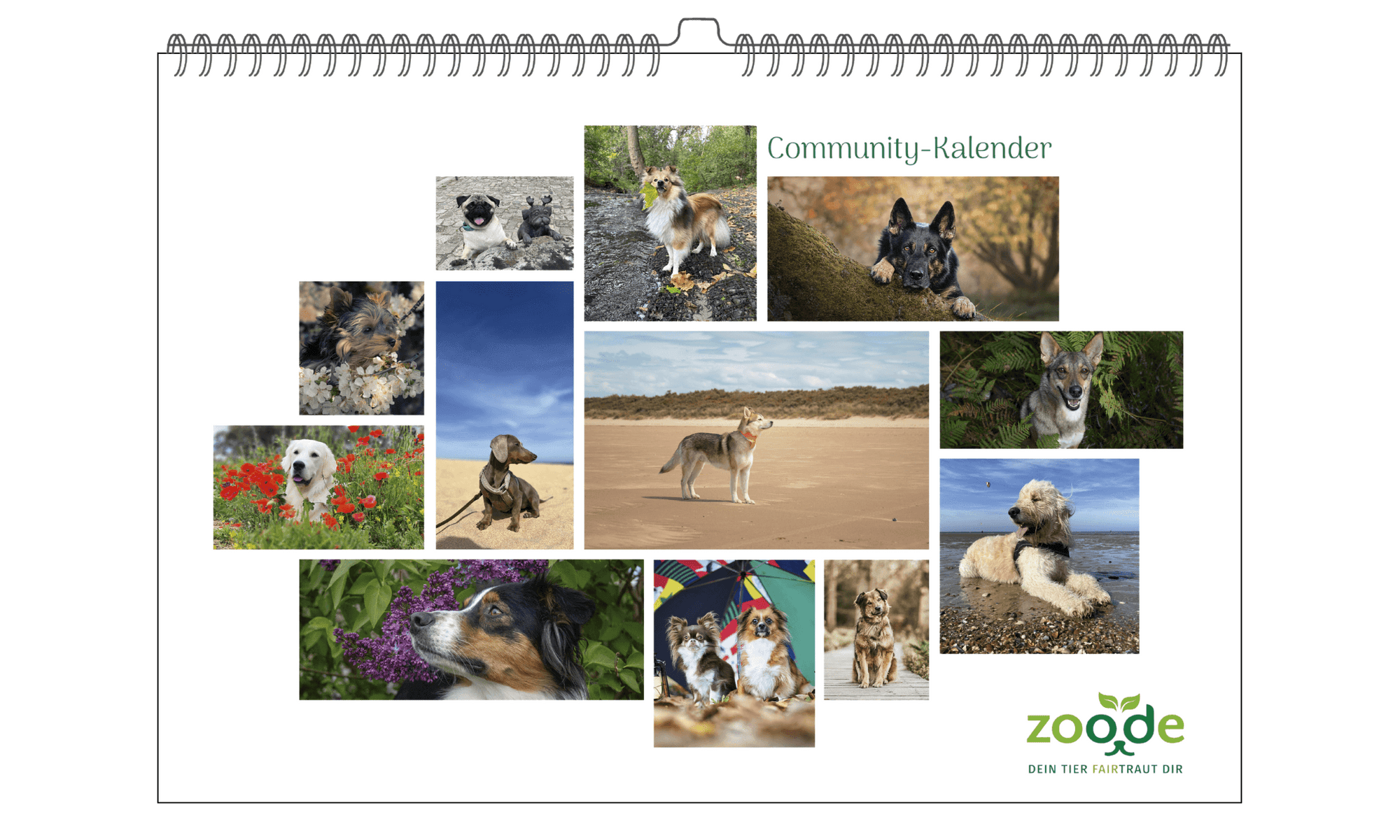 Community Kalender Hund