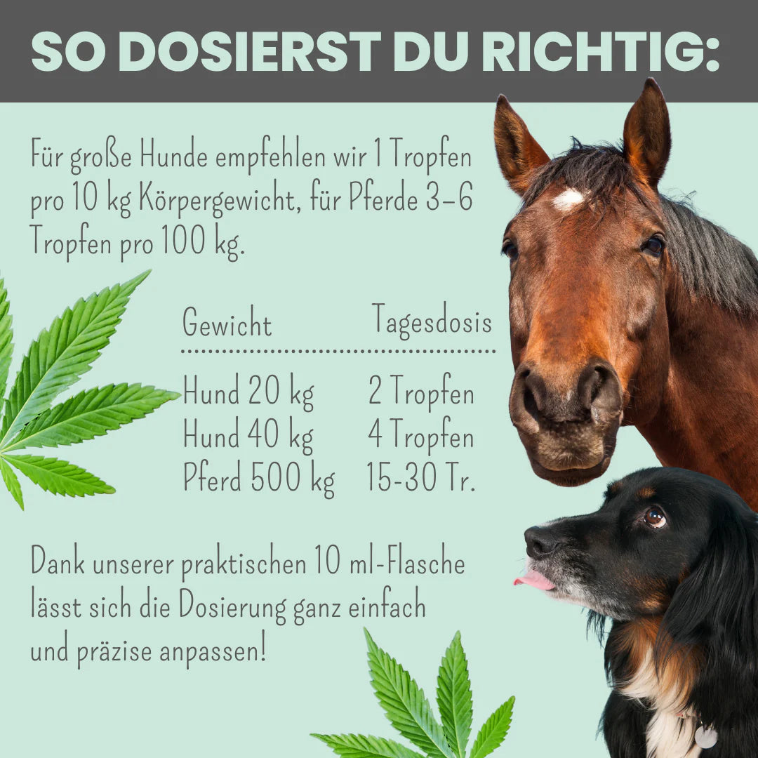 noms+ 15% CBD Tropfen für Hunde und Pferde