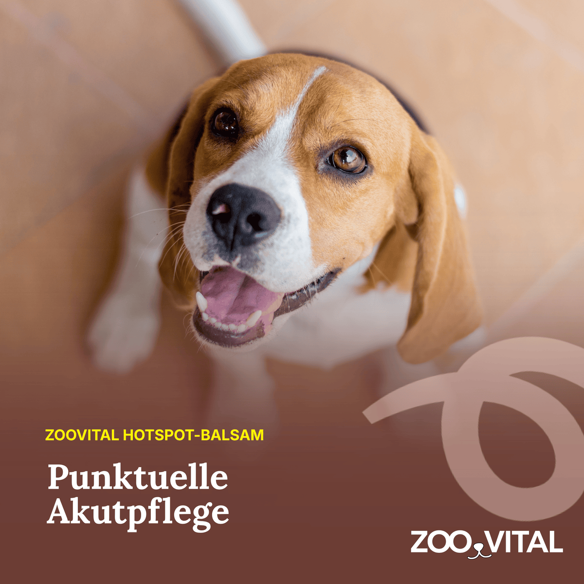 Hund neben zooVital Hotspot-Balsam zur punktuellen Hautpflege
