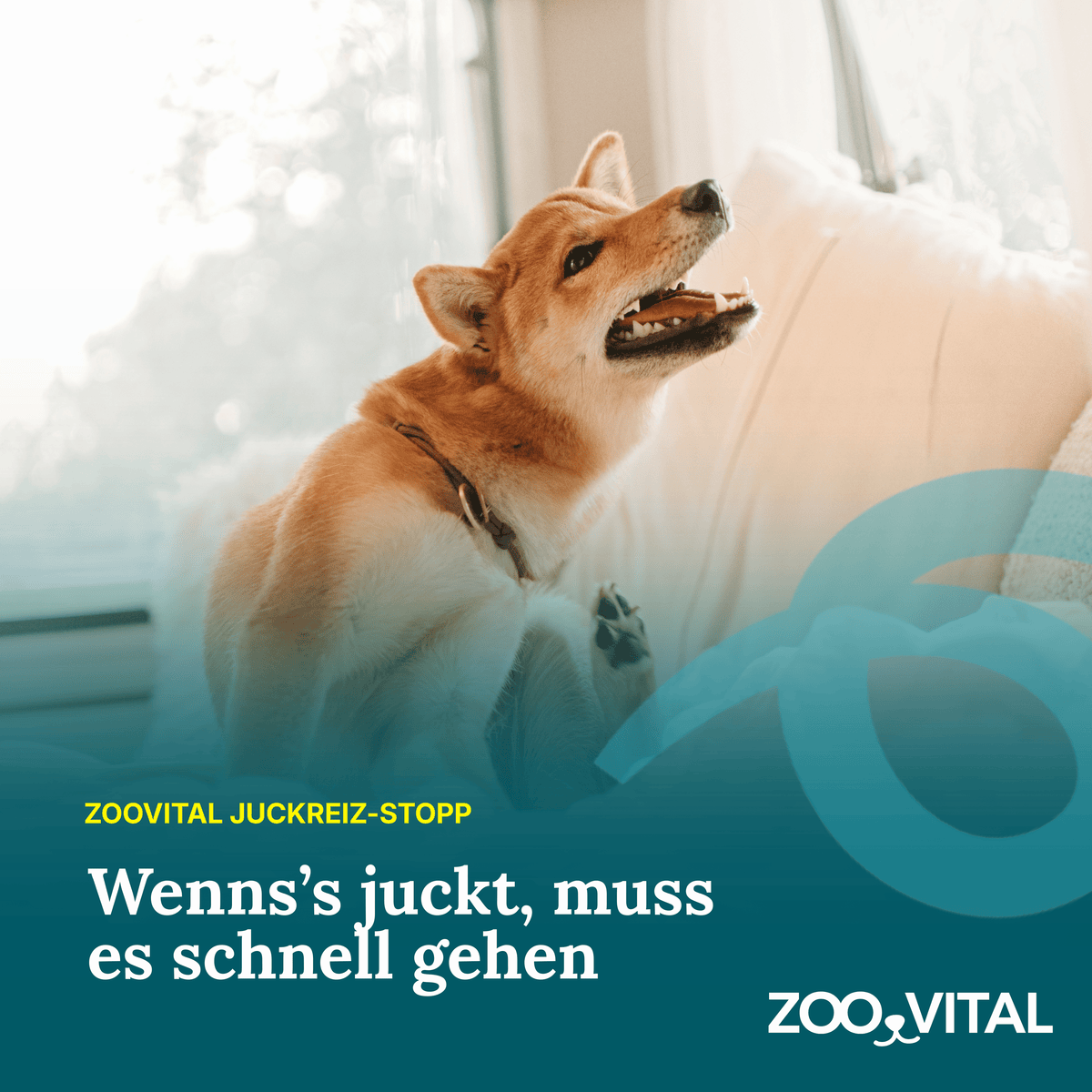 Hund beim Kratzen am Ohr neben zooVital Juckreiz-Stopp