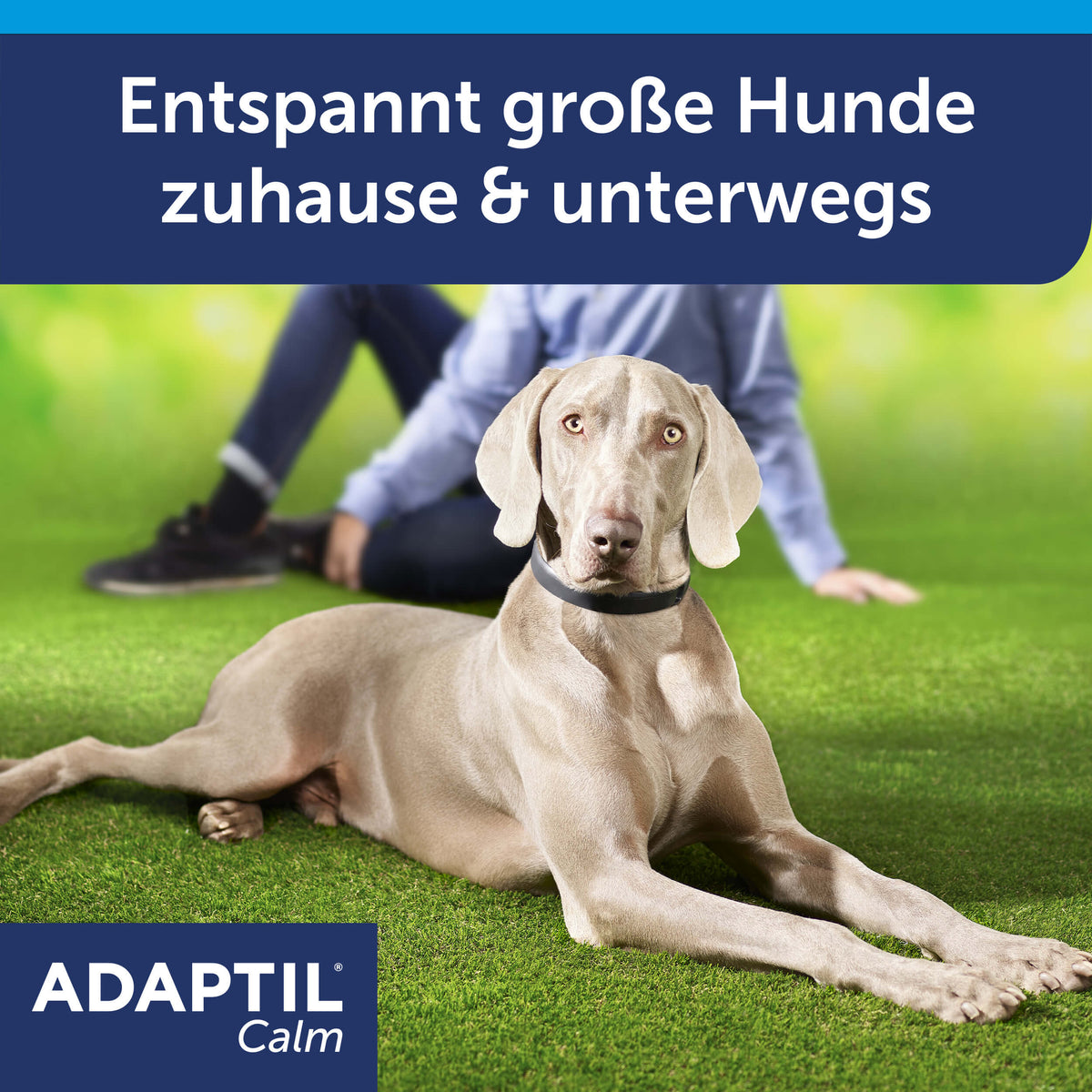 Adaptil Calm Halsband für Hunde