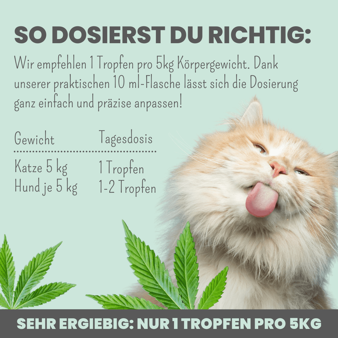 noms+ 3% CBD Tropfen für Katzen und kleine Hunde 10ml