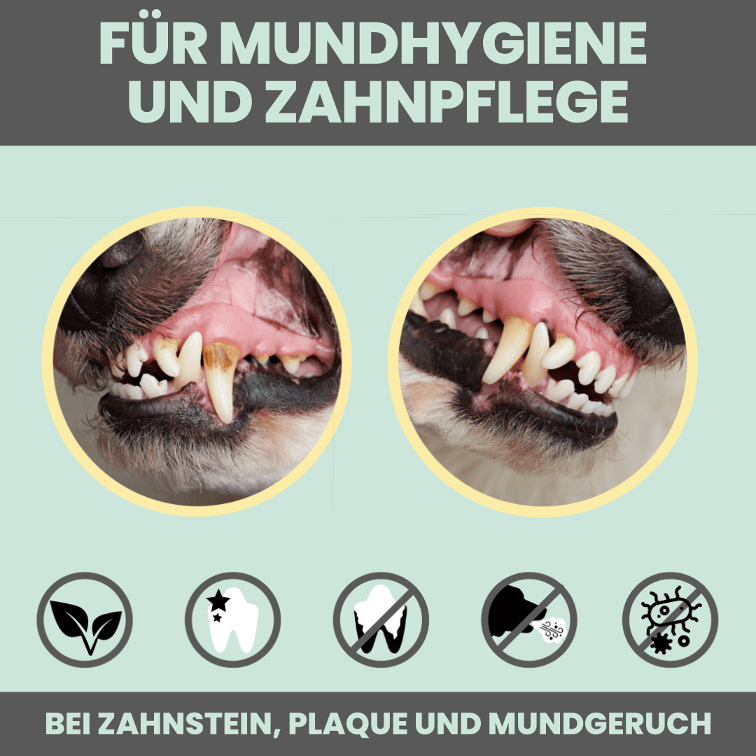 noms+ Dentalspray bei Zahnstein für Hunde und Katzen [Jahresvorrat]
