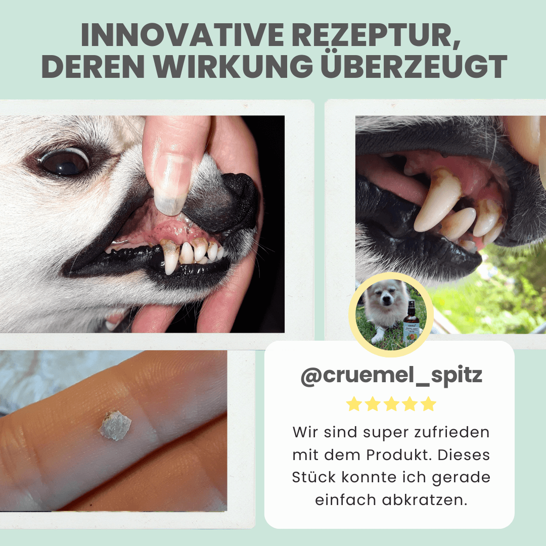 noms+ Dentalspray bei Zahnstein für Hunde und Katzen [Jahresvorrat]