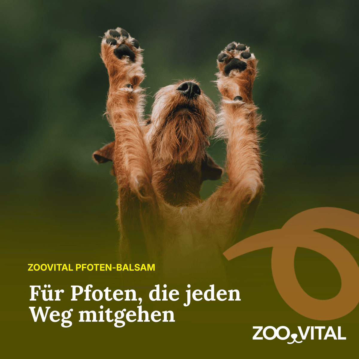 Hundepfote neben zooVital Pfoten-Balsam