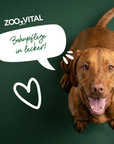 zooVital Zahnputz-Sticks