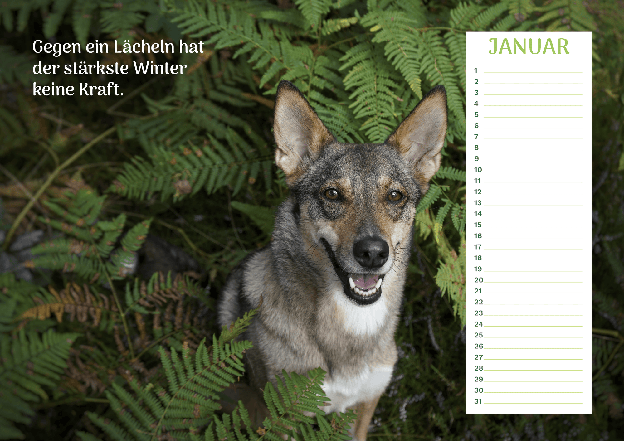 Community Kalender Hund