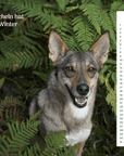 Community Kalender Hund